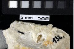 Foto (Detailansicht) von Gastrodorus sp. (NHMW-GEO-1990-0041-0132)